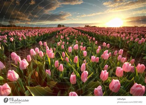 Sunset Over Pink Tulip Field A Royalty Free Stock Photo From Photocase
