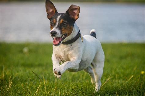 Meet The Jack Russell Terrier