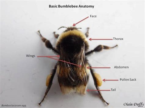 20 Common Eastern Bumble Bee Anatomy References
