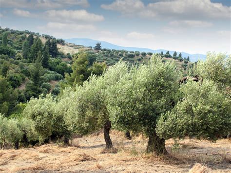 Sandstone The Versatile Longevity Giving Olive Tree