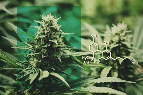 Cbd flower can help you quit smoking weed and naturally ease the (often sever) symptoms of thc withdrawal. CBD Flowers: Dose CBD Without The THC - RQS Blog