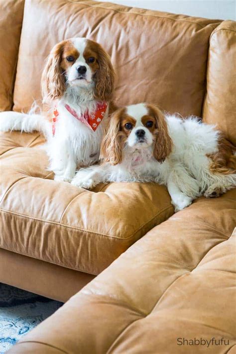 And the compact design, which is definitely a great choice for small space. Perfect For Pets! - Article Sven Sofa Review - shabbyfufu.com