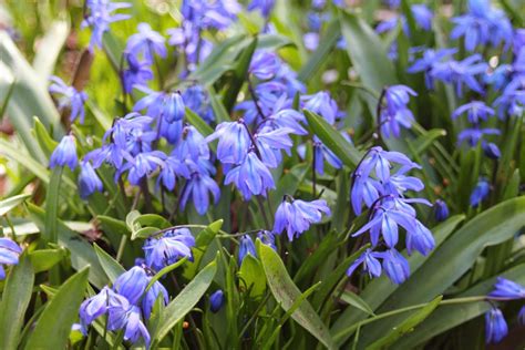 Easy to plant and grow. Gardening and Gardens: Little Blue Spring Flowers - What ...