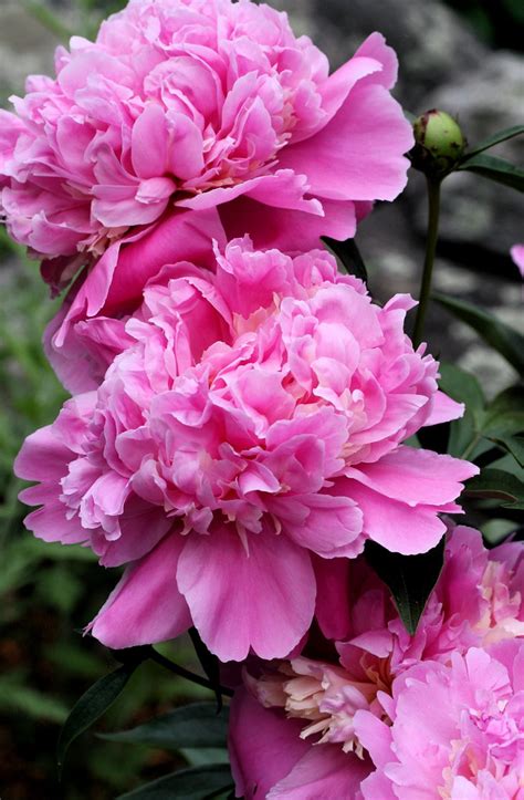 Deep Pink Peonies Liz West Flickr