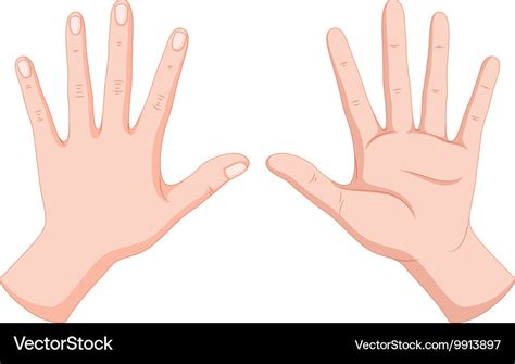 Back Of Human Hand