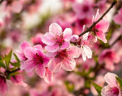 How To Grow And Care For A Dwarf Peach Tree