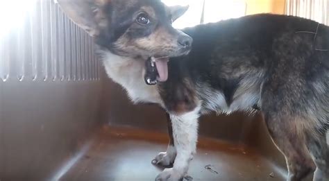 Rescuers Rescue Stray Dog With A Broken Jaw After She Was Kicked In The