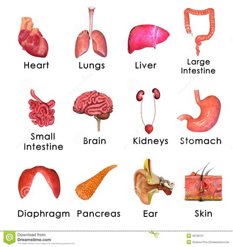 The human body contains major internal organs or body parts which can be easily identified. Human Organs stock illustration. Image of cardiovascular ...