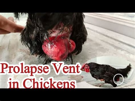 Prolapse Vent In Chickens Chicken Prolapse Causes And Treatment Dr