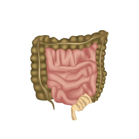 anatomia do sistema digestivo humano estômago trato digestivo ou