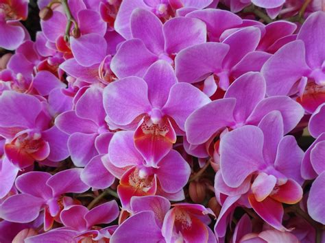 Love Joy And Peas Close Up Photos Of Beautiful Orchids