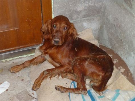 Red Irish Setter Female Puppy Munster Lost And Found Pet