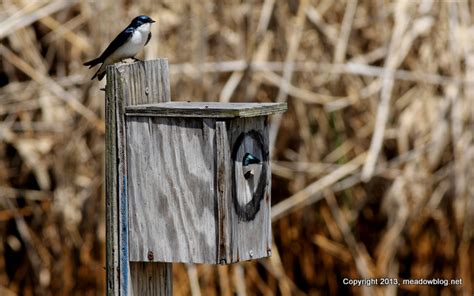 Kearny Marsh Tree Swallows The Meadowlands Nature Blog