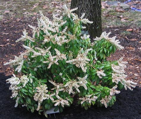 Japanese Pieris Mountain Fire Plant Profile Sylvan Gardens