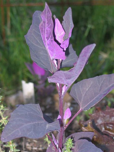 Orach Atriplex Hortensis Atriplex Is A Plant Genus Of 10 Flickr