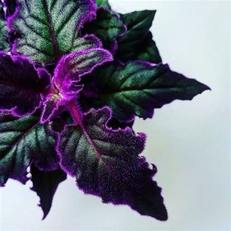10 Stunning Velvet Leaf Indoor Plants Balcony Garden Web