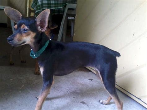 For Sale Miniature Pinscher Female For Sale Adoption From Leyte