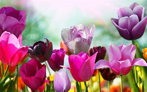 Purple Pink Tulips Wallpaper 2560x1600 31502