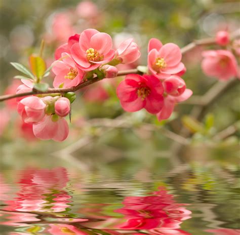Flower Cherry Blossom Shutterstock47807128 Inspired Health