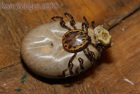 Amblyomma Tuberculatum A Photo On Flickriver