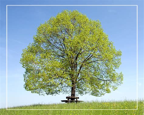 Vous pouvez l'imprimer gratuitement à domicile ou commander une impression professionnelle grand format sur du papier de qualité ou dans un fichier pdf. Dessins en couleurs à imprimer : Arbres, numéro : 683472