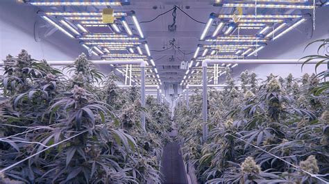 Kind Full Spectrum Led Grow Lights For Cannabis
