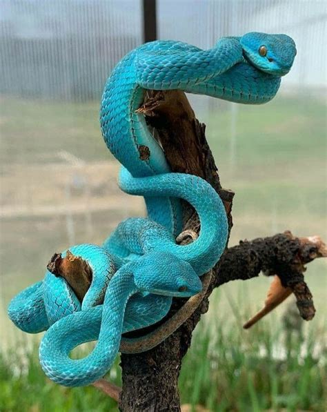 Pin By Evil Ape On Snake In 2022 Beautiful Snakes Pretty Snakes