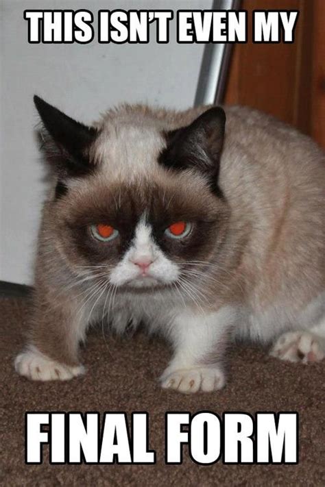 Poor Misunderstood Tardar Sauce Grumpy Cat Funny Grumpy Cat Memes