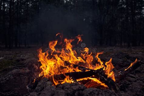 Bonfire In The Forest At Night Stock Image Image Of Nature Yellow