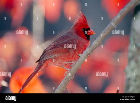 Juvenile Male Northern Cardinal Cardinalis Cardinalis Perched On Fall
