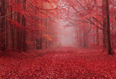 Kate Autumn Red Maple Forest Ground Covered By Maple Leaves For