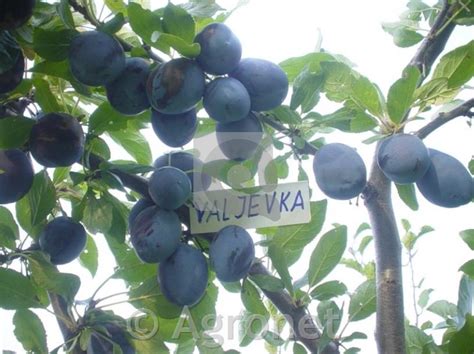 Sliva Prunus Domestica Valjevka Mirabolana Agronetsi