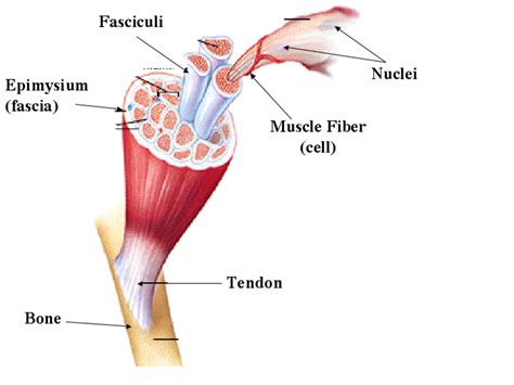 Human anatomy: An overview of smooth, cardiac and skeletal muscles