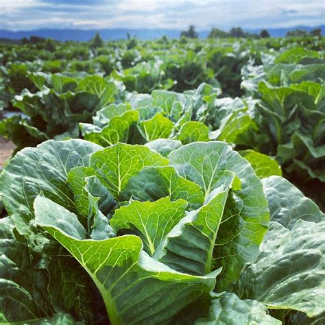 Romaine Lettuce Lady Moon Farms Certified Organic Soil Grown Produce