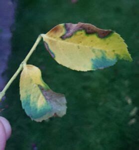 We did not find results for: (9 Reasons) Why Rose Leaves Turn Yellow - Gardener Report