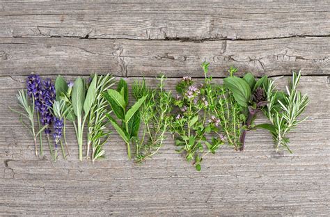5 Herbs That Can Heal Our Body