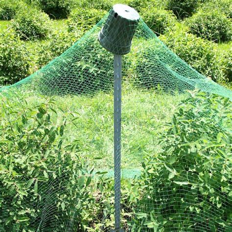 Blueberry Bird Netting Protects On Hoops Frame Structures Plantra