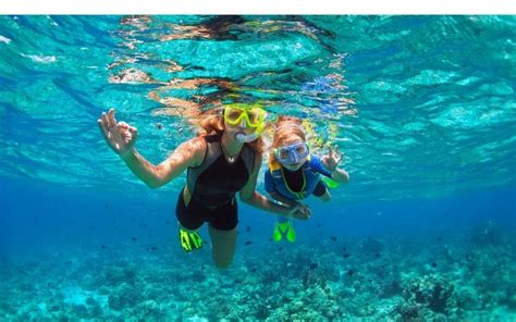7 best barbados snorkeling locations rogues in paradise