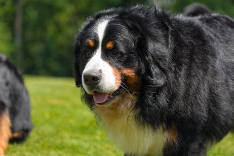 Bernese Mountain Dog Mix — Animal Hearted Apparel