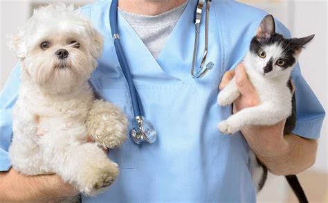Many veterinary schools offer the same services that veterinary clinics do, but at a much lower cost. Get Best Dog Vet Near Me | petswithlove.us