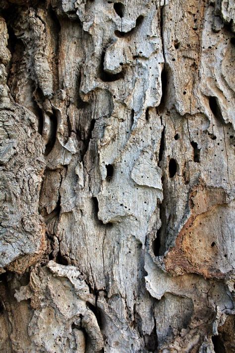 Old Tree Bark Stock Image Image Of Skin Surface Design 185537525