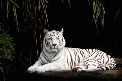 Free Images Animals Vertebrate Wildlife Bengal Tiger Mammal