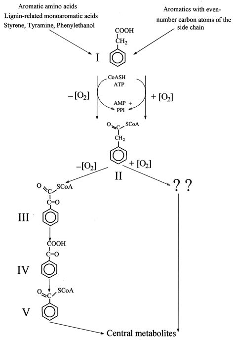 Biochemical and Molecular Characterization of ...