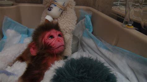 Rhesus Monkeys At The Nih Inside An Nih Primate Lab Pictures Cbs News