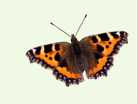 Wiltshire Butterfly Conservation — Small Tortoiseshell