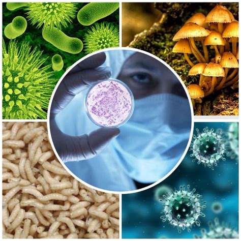 microbiología y parasitología humana principios básicos de la microbiologia