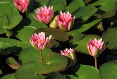 Aquatic Plants Hardy Water Lilies Gloriosa Swgproducts