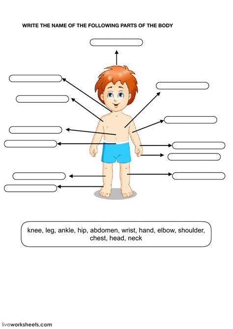 Some of the worksheets displayed are body parts, name parts of the body, lesson parts of the body, parts of human body matching match the, clothes and body parts match the, students work. Body partS: online worksheet and pdf