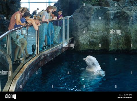 Visitors View A Beluga Whale At The Shedd Aquarium In Chicago Illinois