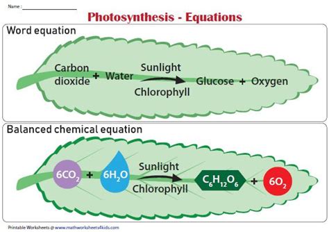 Photosynthesis Equations Chart Photosynthesis Worksheet